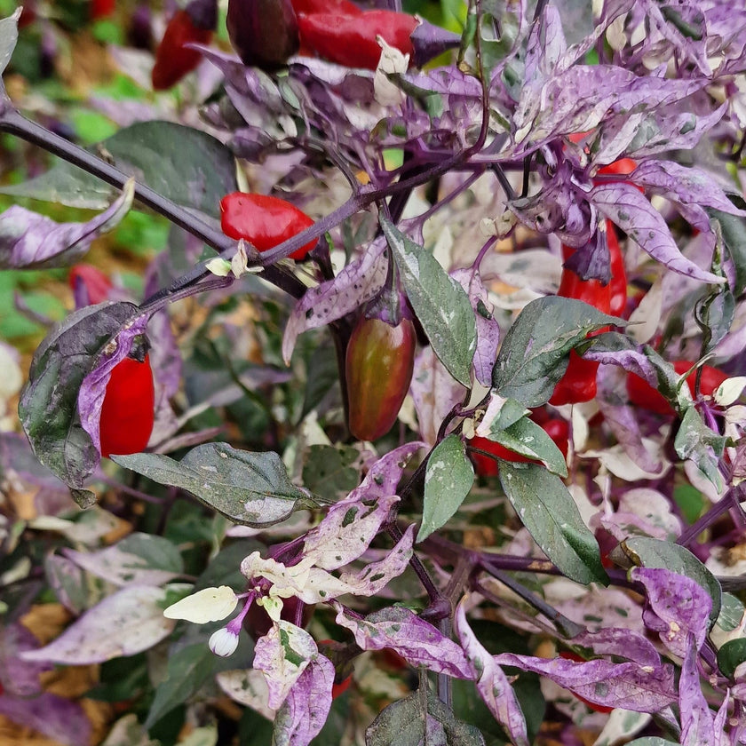 purple tiger plant 