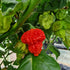 RB003 Chilli Seeds