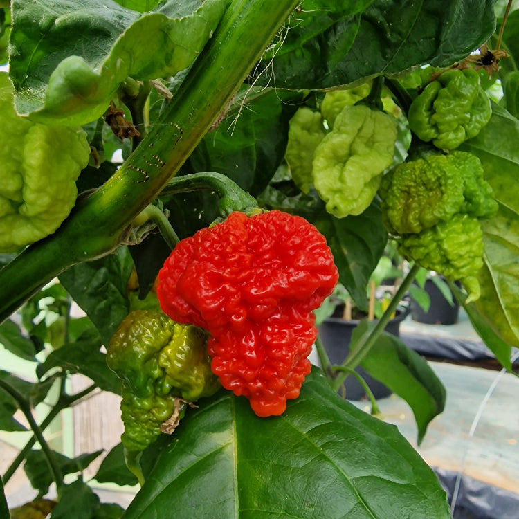 RB003 Chilli Seeds