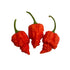 RB003 Chilli Seeds