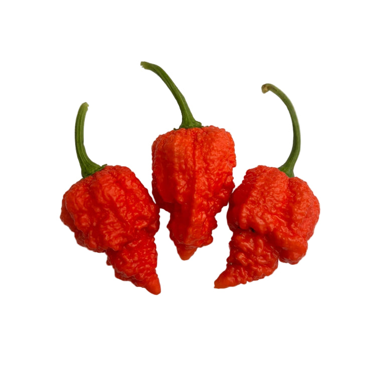 RB003 Chilli Seeds