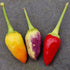 Razzamatazz Chilli Seeds