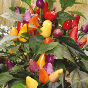 Razzamatazz 1 Litre Pot Plant
