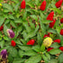Razzamatazz Plant