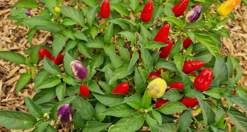 Razzamatazz Plant