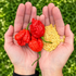 Carolina Reaper Chilli Seeds