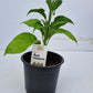 Red Habanero 1 Litre Pot Plant - Pre-Order Now!