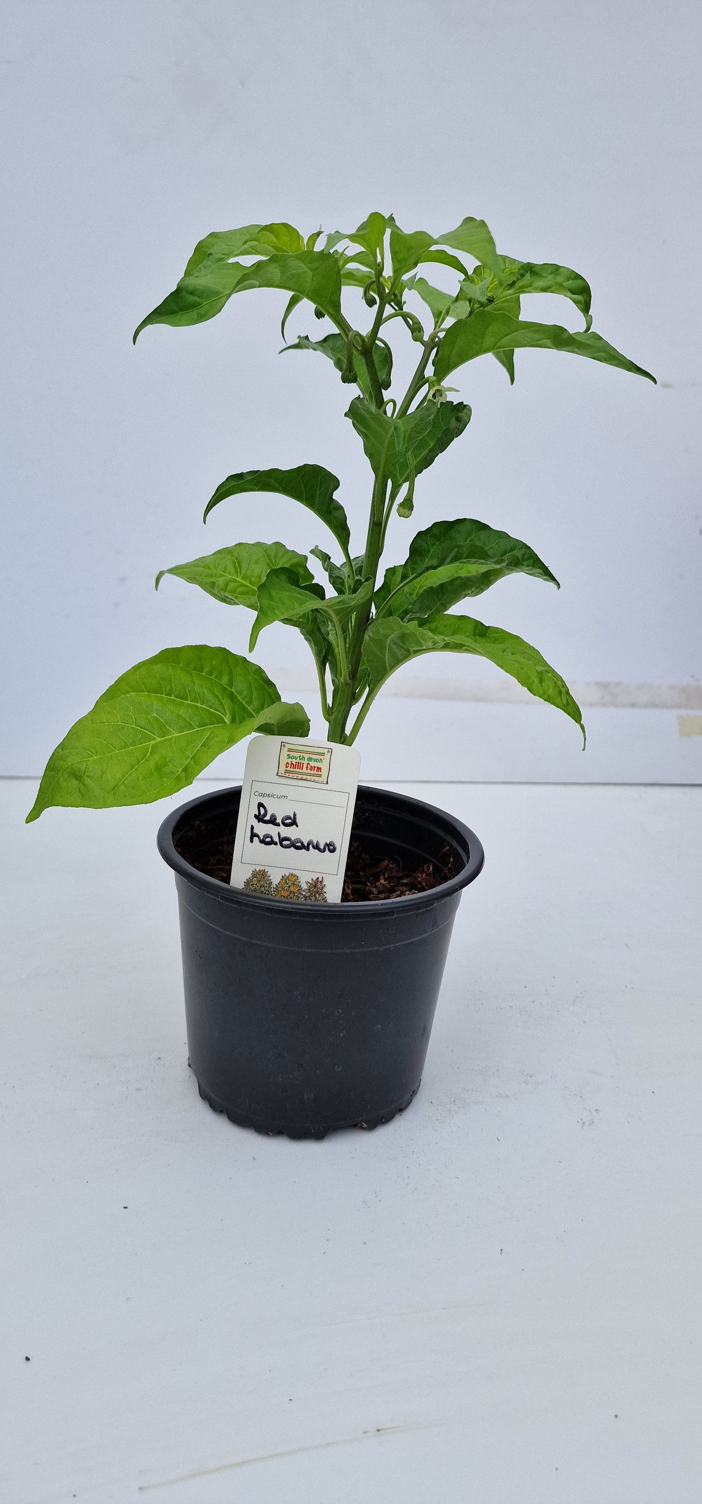 Red Habanero 1 Litre Pot Plant - Pre-Order Now!