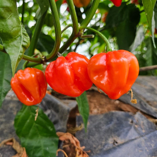 Set of 3 Red Habanero Seedlings - PRE ORDER FOR 2025