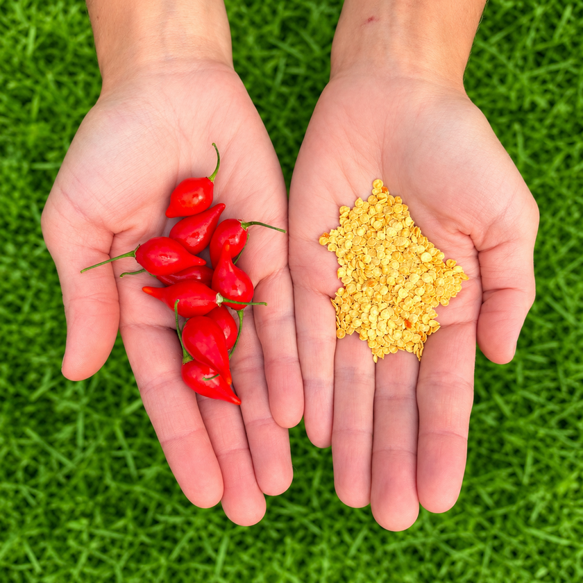 Biquinho Red chilli seeds