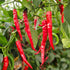 Fresh De Arbol Chillies