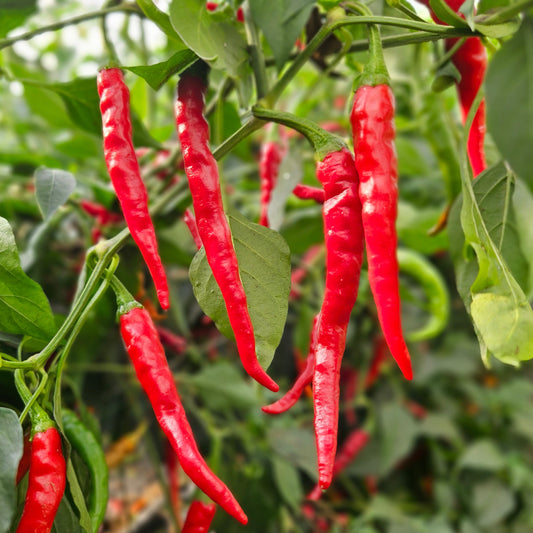 Fresh De Arbol (Red) (8 fruits)