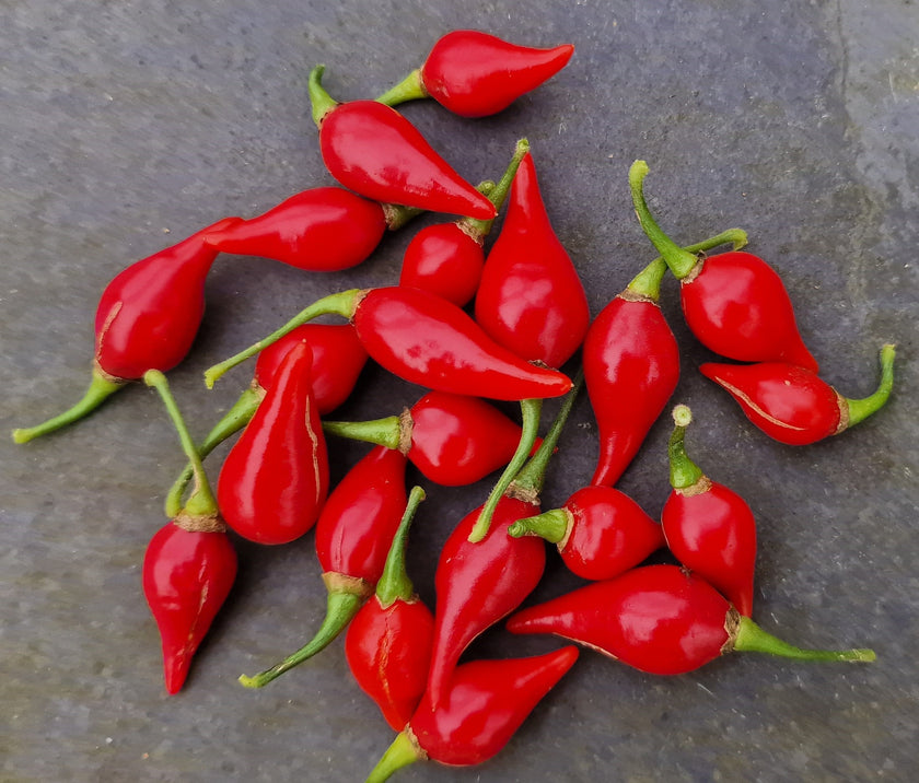 Red Biquinho Plant