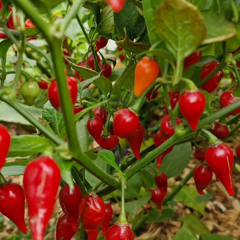 Biquinho Red chilli seeds