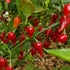 Red Biquinho Plant