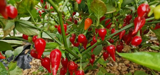 Red Biquinho 1 Litre Pot Plant - Pre-Order Now!