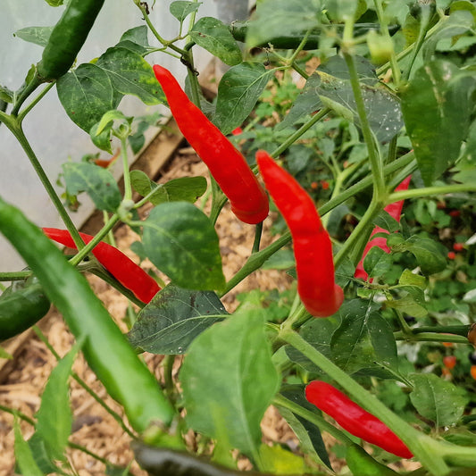 Hot Dagger Chilli Seeds