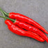 Hot Dagger Chilli Seeds