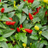 Red Missile 1 Litre Pot Plant - Pre-Order Now!