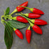 Red Missile 1 Litre Pot Plant - Pre-Order Now!
