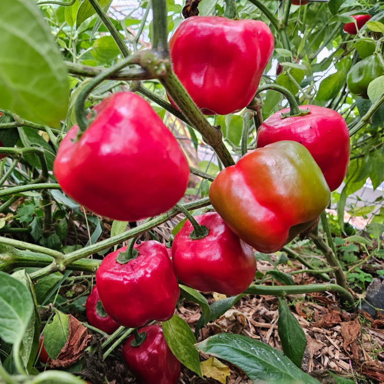 Rocoto Arequipa Chilli Seeds