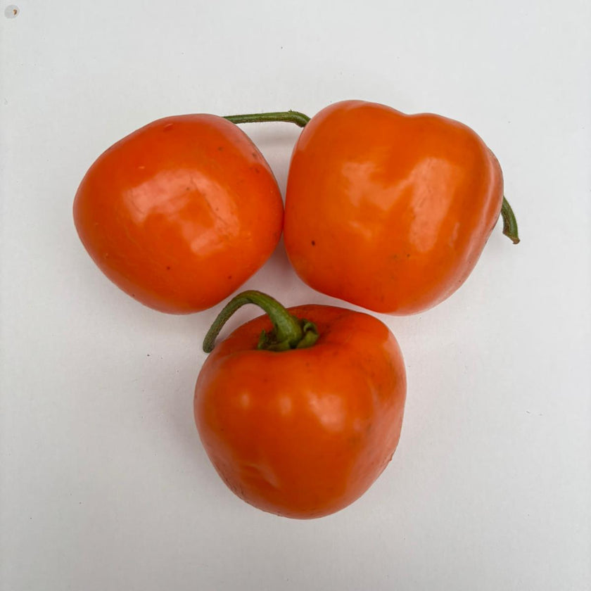 Rocoto Marlene 1 Litre Pot Plant (Pre-Order)