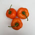 Rocoto Marlene 1 Litre Pot Plant (Pre-Order)