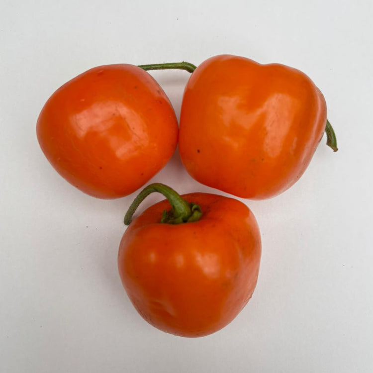 Rocoto Marlene Chilli Seeds