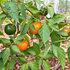 Rocoto Marlene 1 Litre Pot Plant (Pre-Order)