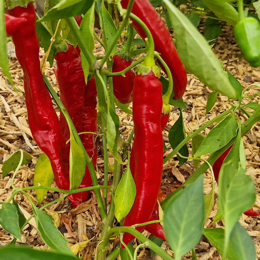 Rokita Chilli Seeds