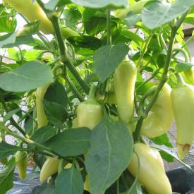 Set of 3 Santa Fe Grande Seedlings - Buy Now!