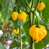 Fresh Scotch Yellow Brain Strain Chillies