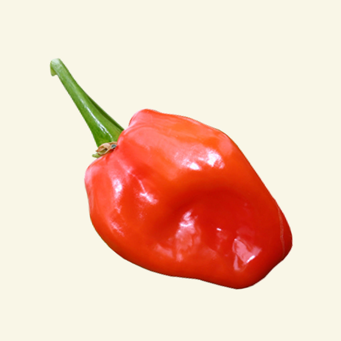 Dried Scotch Bonnet Chillies (Home Grown)