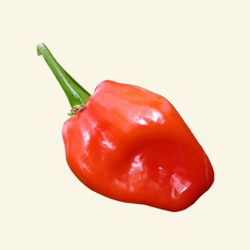 Dried Scotch Bonnet Chillies (Home Grown)