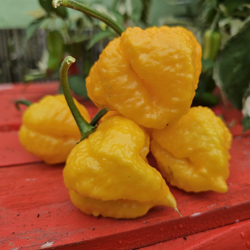 Fresh Scotch Yellow Brain Strain Chillies