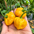 Fresh Scotch Yellow Brain Strain Chillies