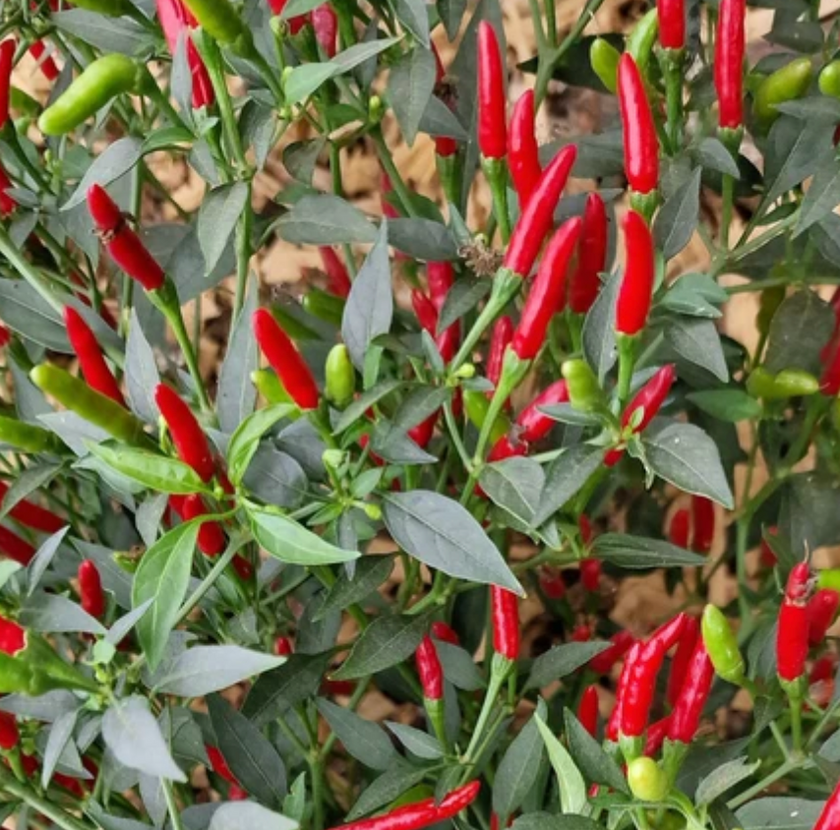 Demon Red Chilli Seeds