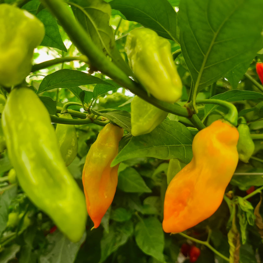 Set of 3 Trinidad Pimento Seedlings - Buy Now!