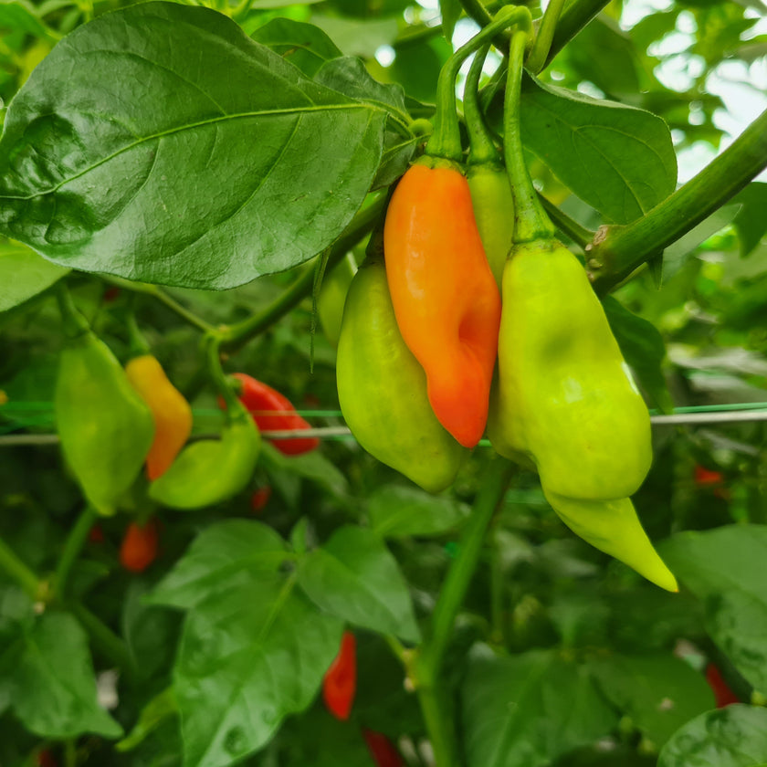 Fresh Trinidad Pimento Chillies (