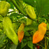Trinidad Pimento 1 Litre Pot Plant - Pre-Order Now!