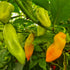Trinidad Pimento Chilli Seeds