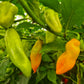 Trinidad Pimento Chilli Seeds