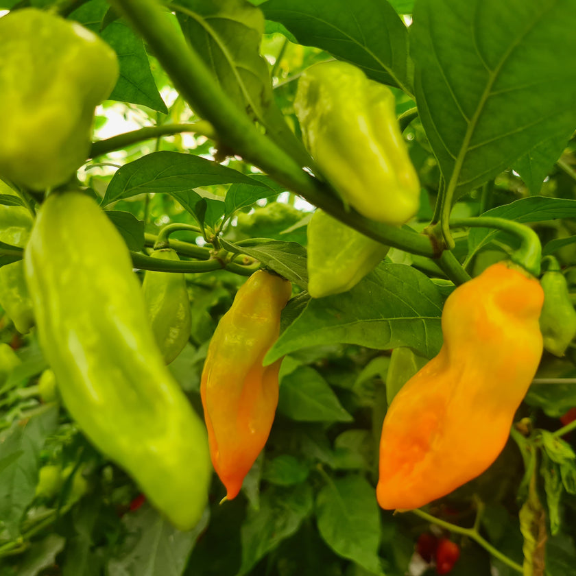 Trinidad Pimento Chilli Seeds