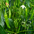 Fresh Serrano Chillies