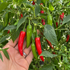 Serrano 1 Litre pot plant (Pre-Order)
