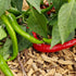 Sivri Biber Chilli Seeds