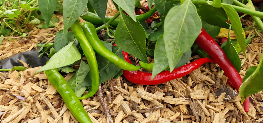 Sivri Biber Chilli Seeds