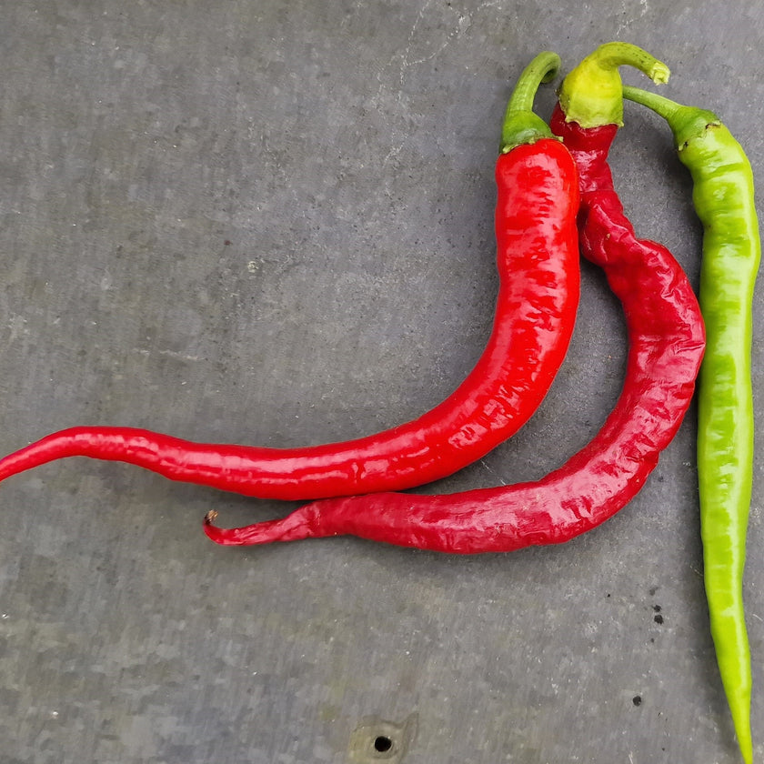 Sivri Biber Chilli Seeds