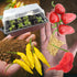 Spicy Garden Starter Kit
