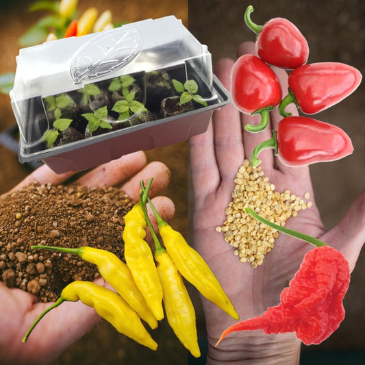 Spicy Garden Starter Kit